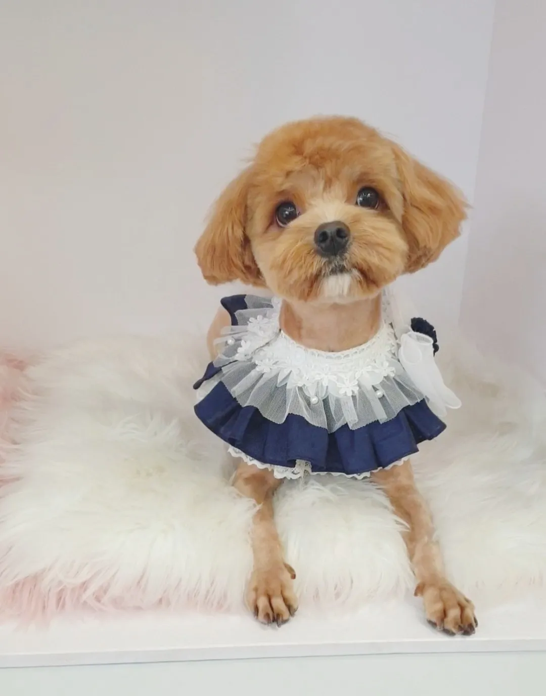 이미지 5
