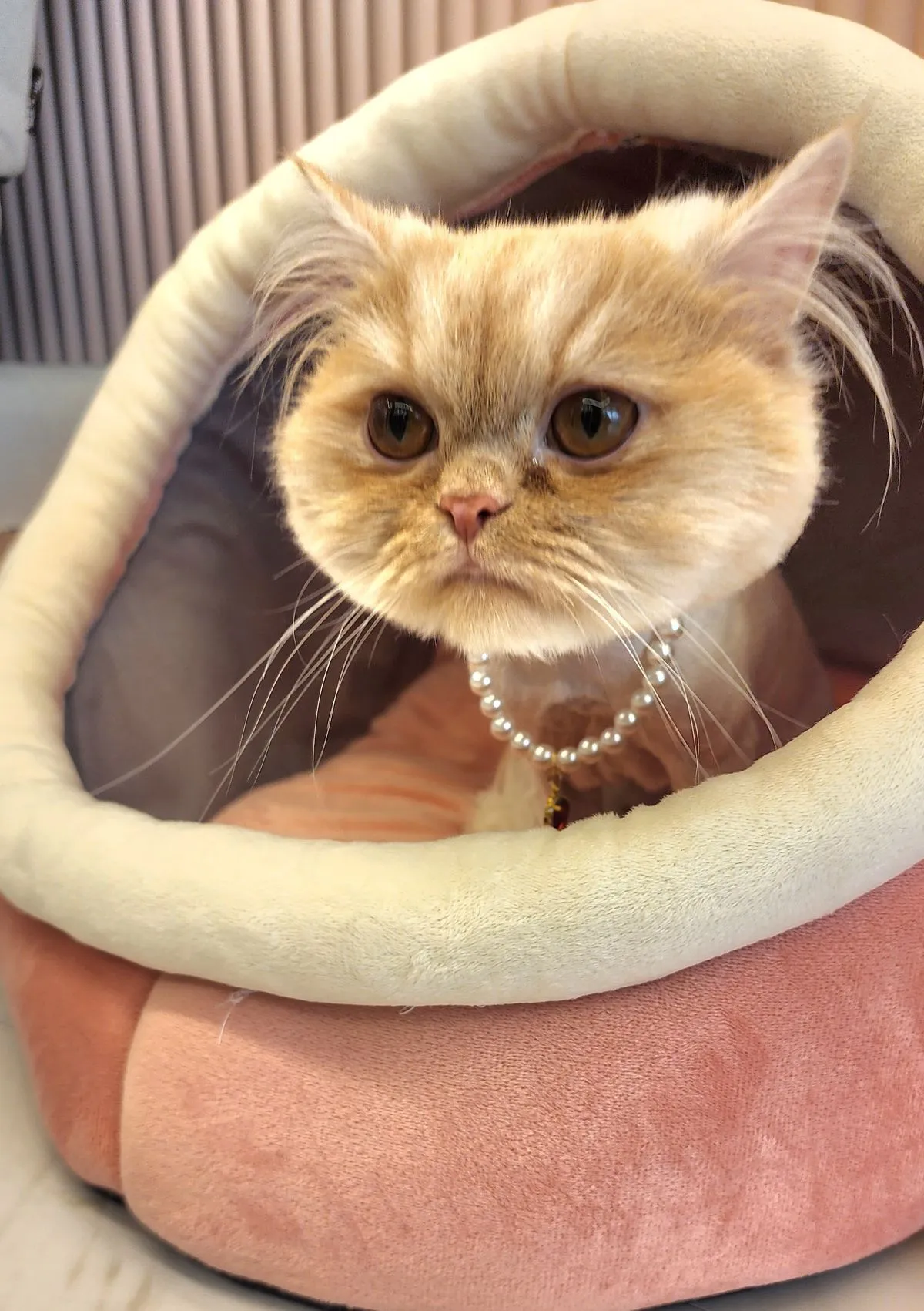 이미지 7