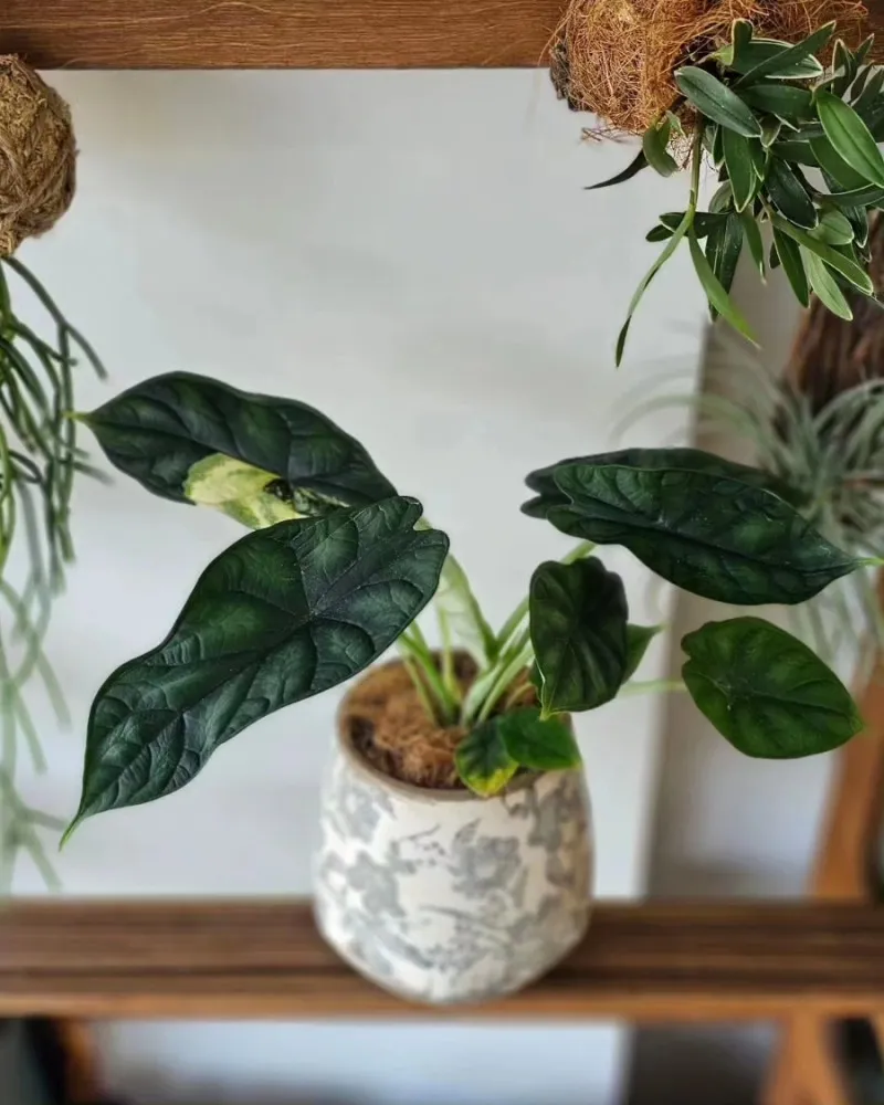 이미지 12