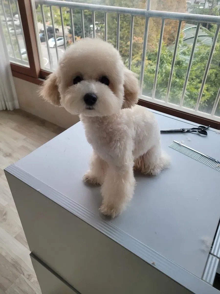 이미지 5