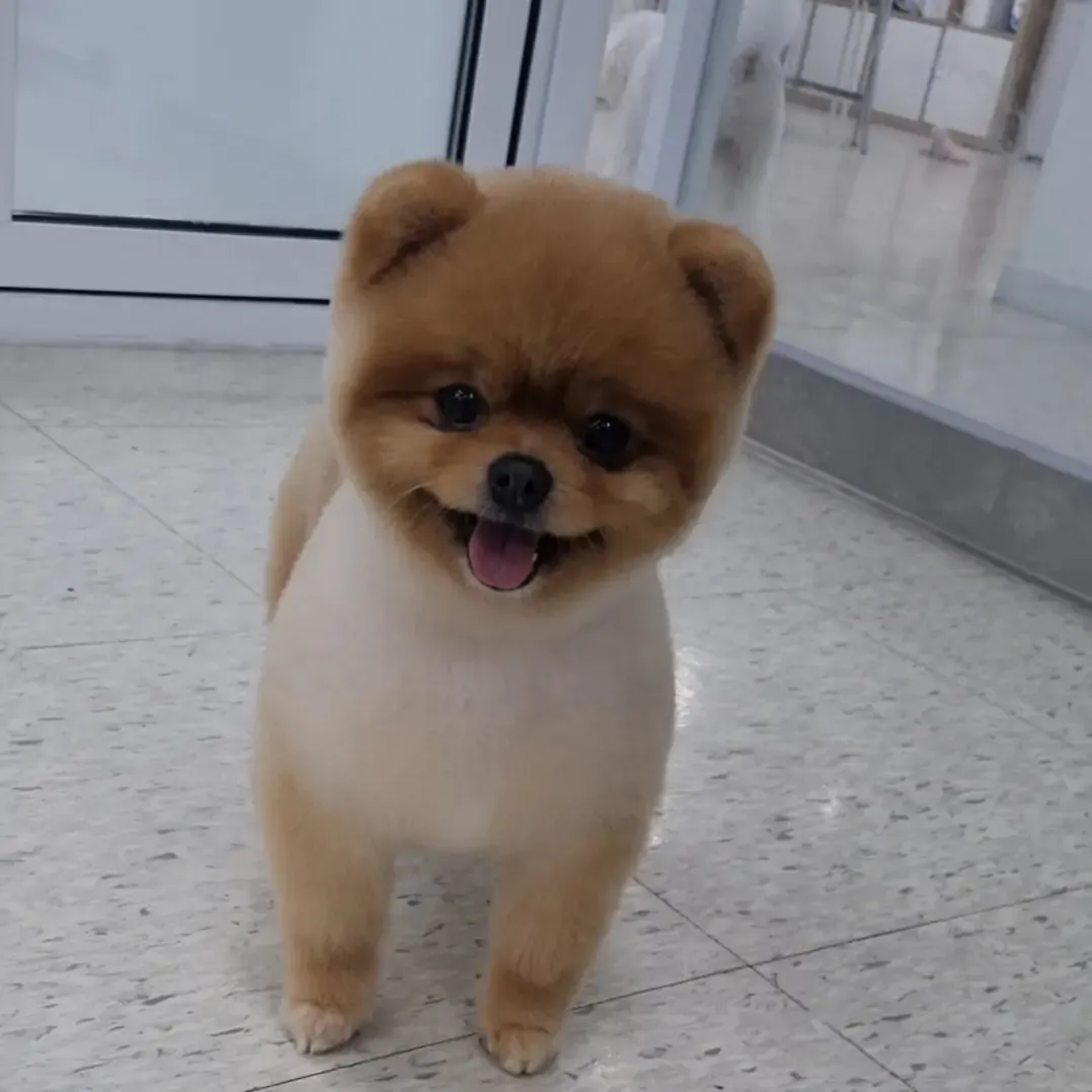 이미지 5