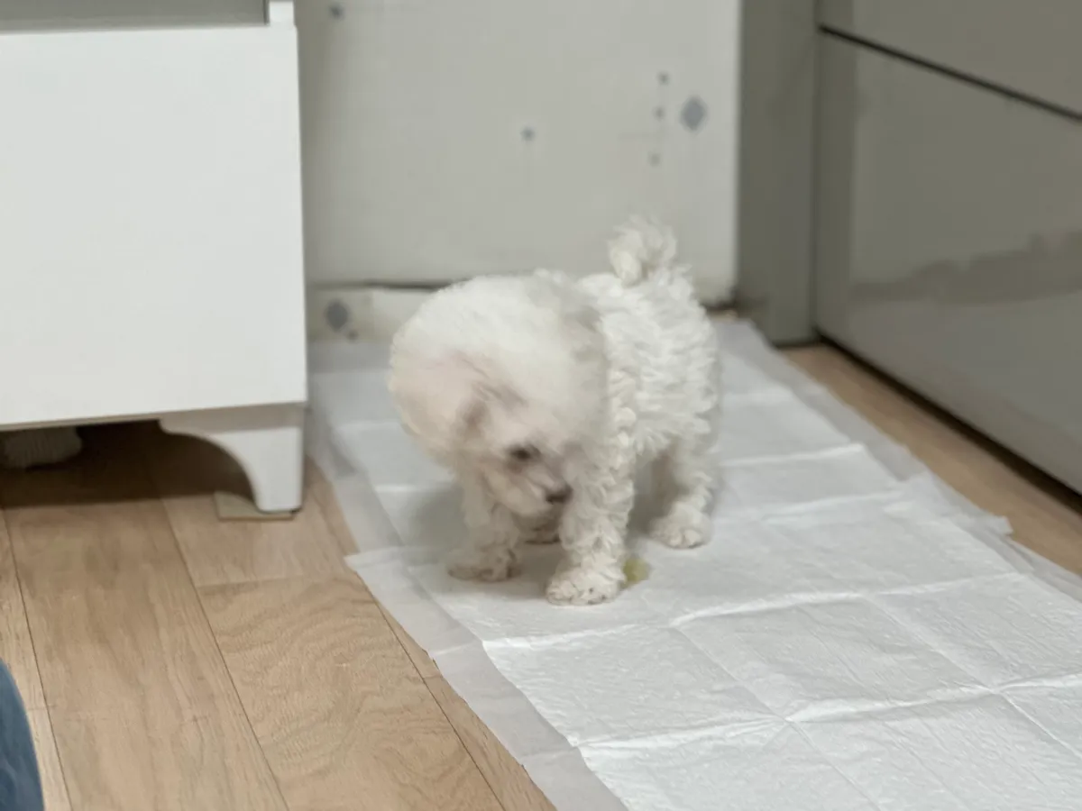 이미지 4