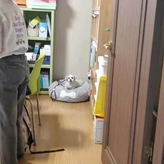 다른 강아지와의 사회성과 짖음 교육