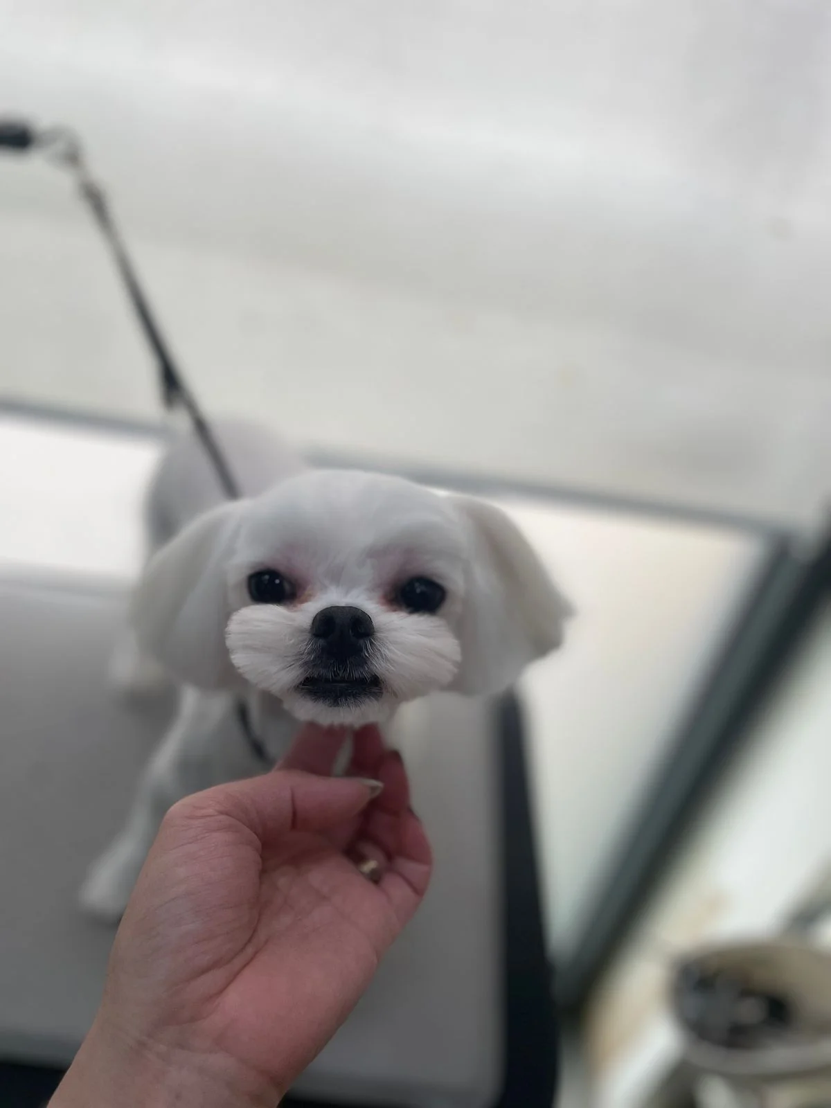 이미지 4