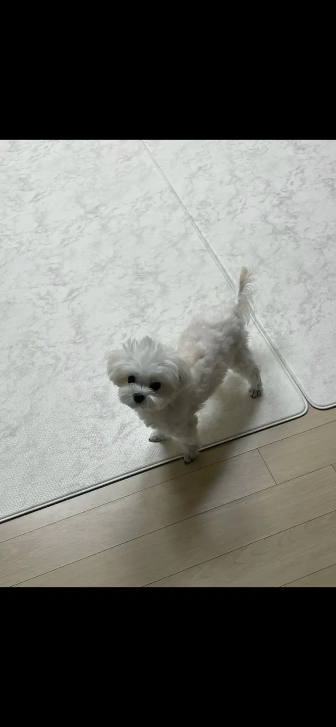 이미지 5