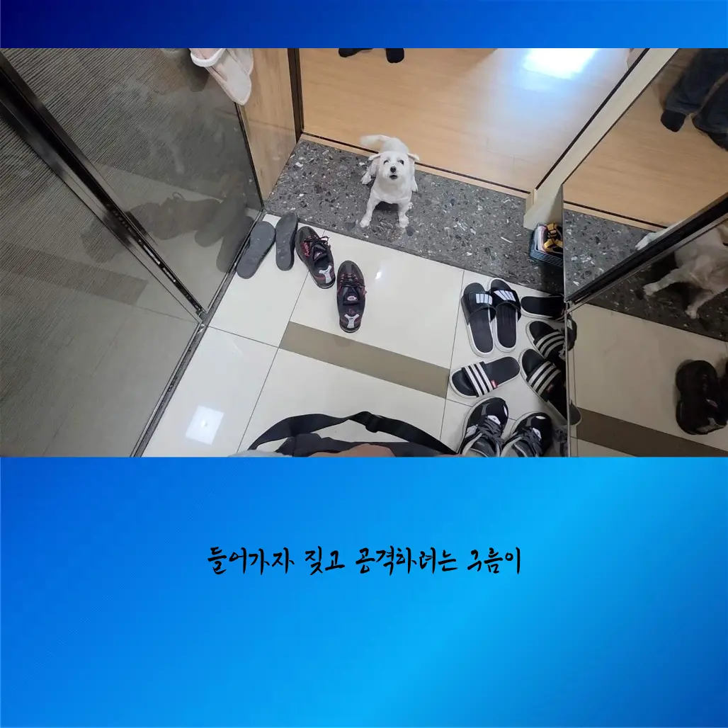 이미지 6