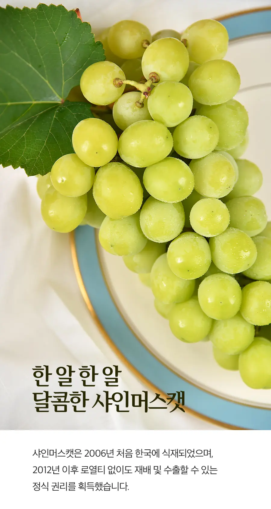 샤인머스캣 상세페이지 디자인 / 텍스츄라 - 숨고, 숨은고수 샤인머스캣 상세페이지 디자인