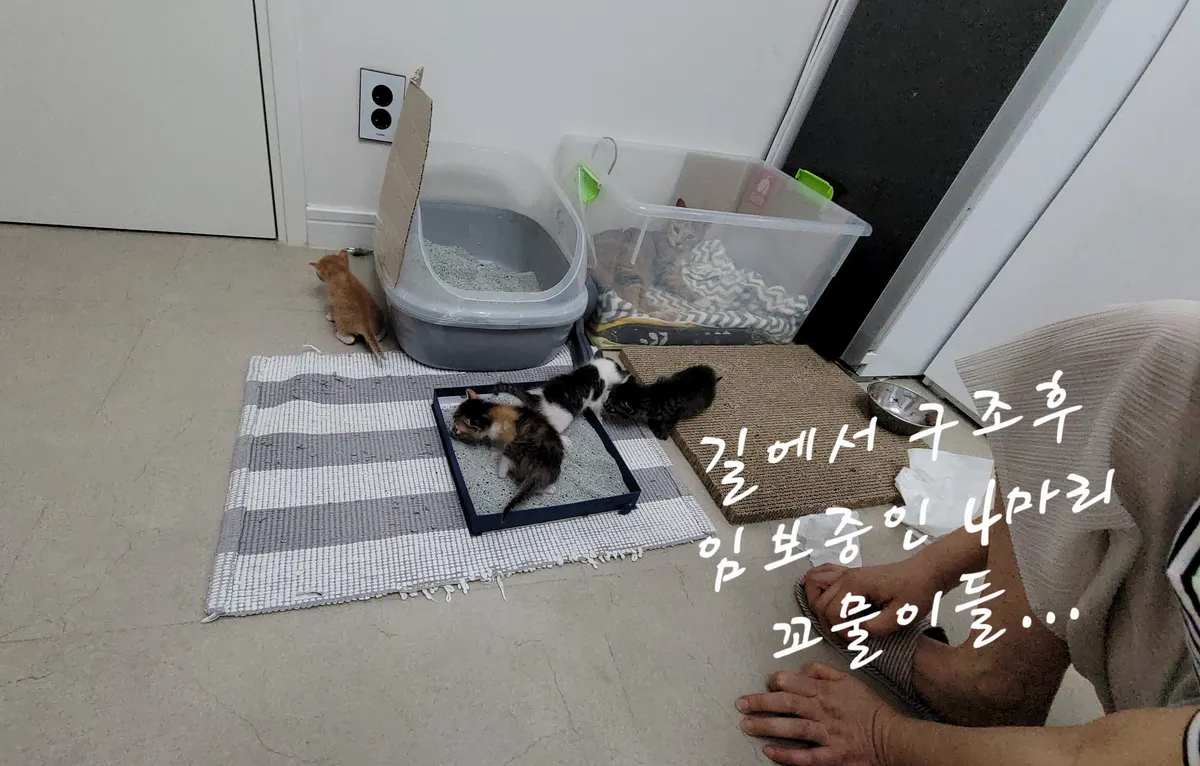 이미지 4