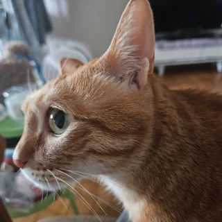 사랑스런  냥이