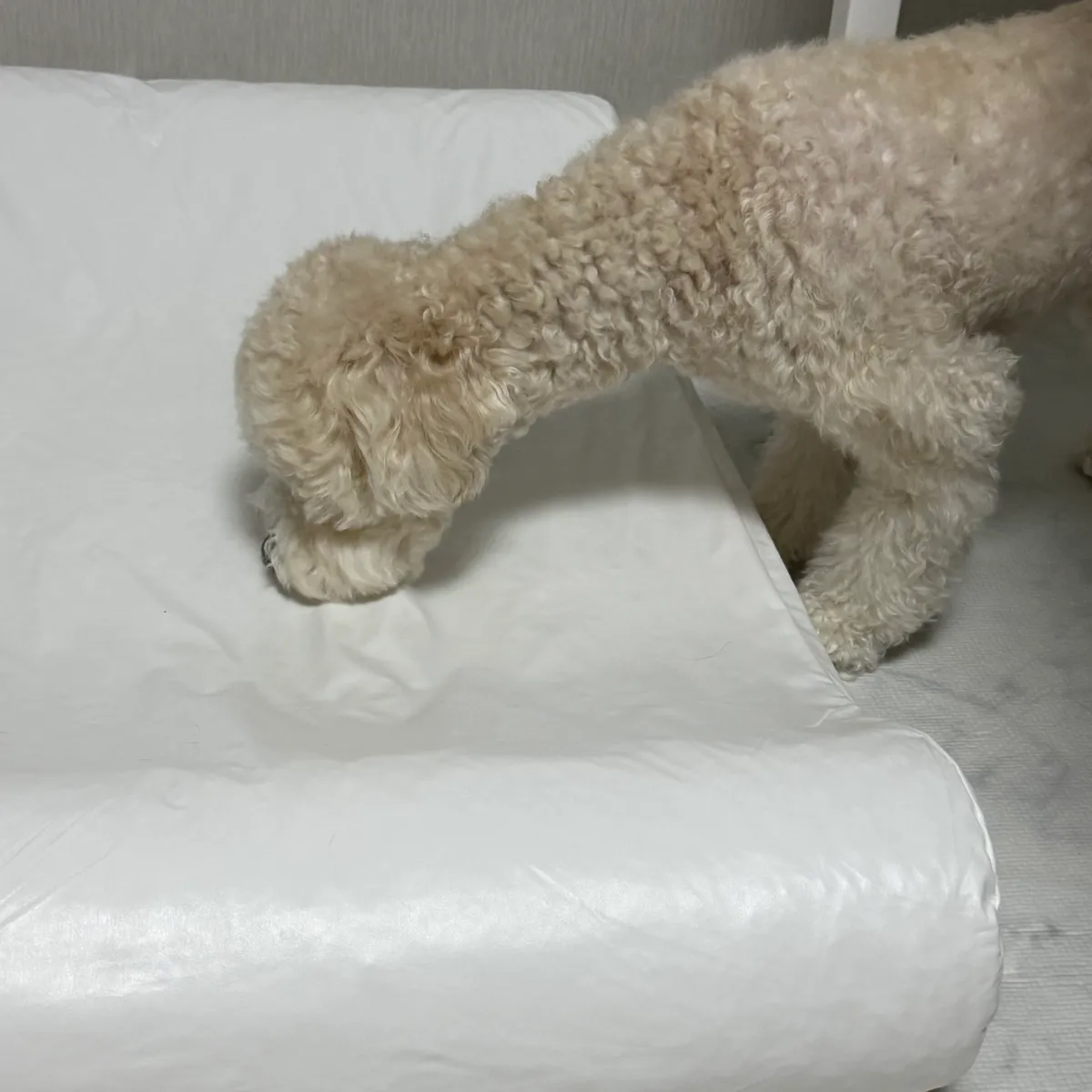이미지 8