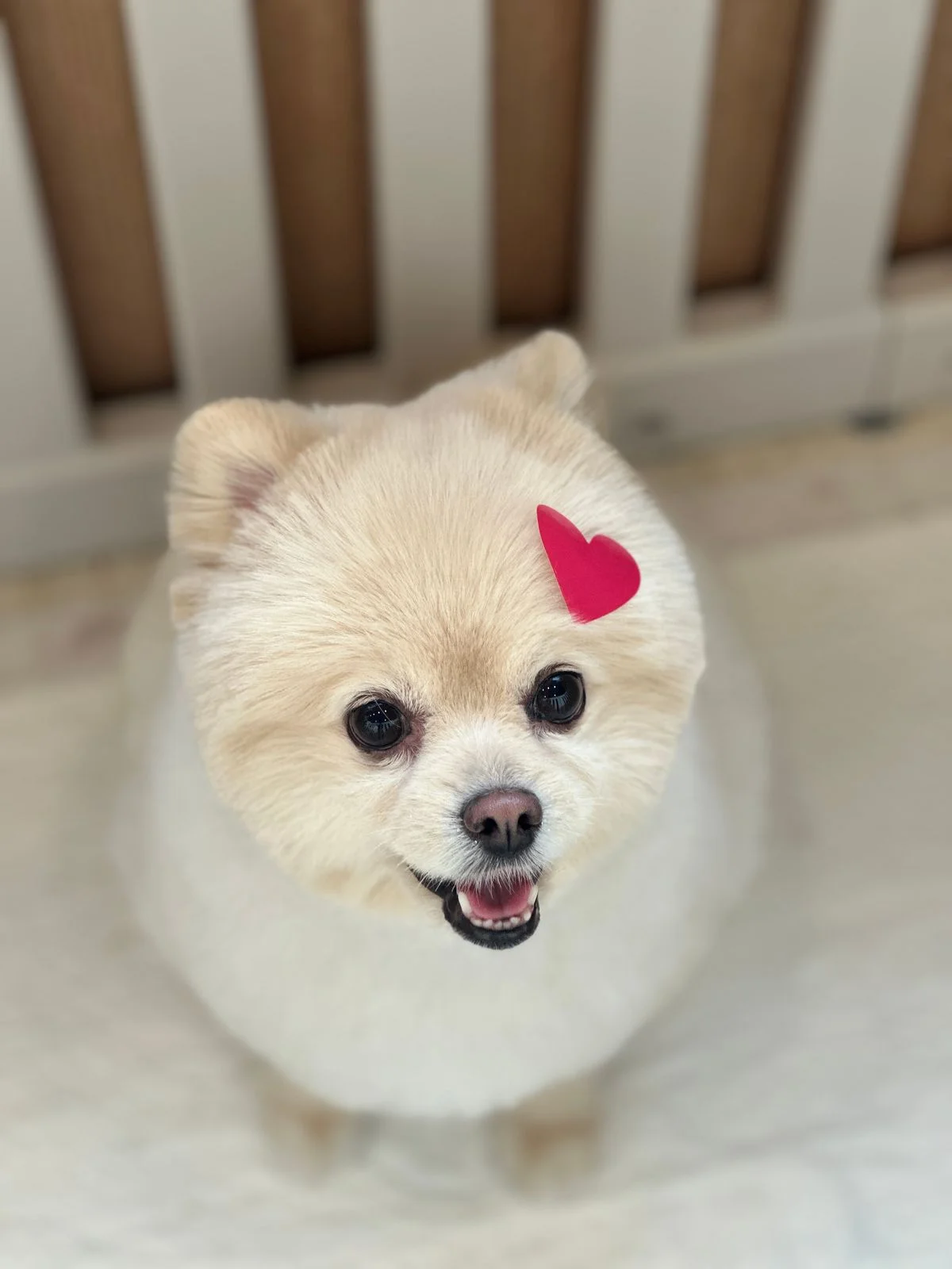 이미지 4