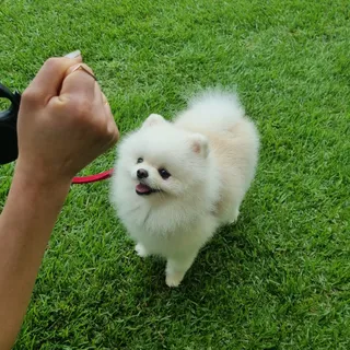 천안 K-DOG FESTIVAL 반려견 축제