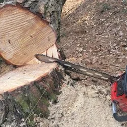 R35~56중대형 소나무 5주 벌목작업