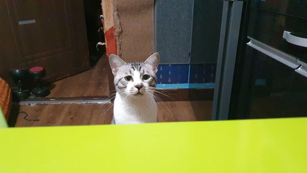 이미지 4
