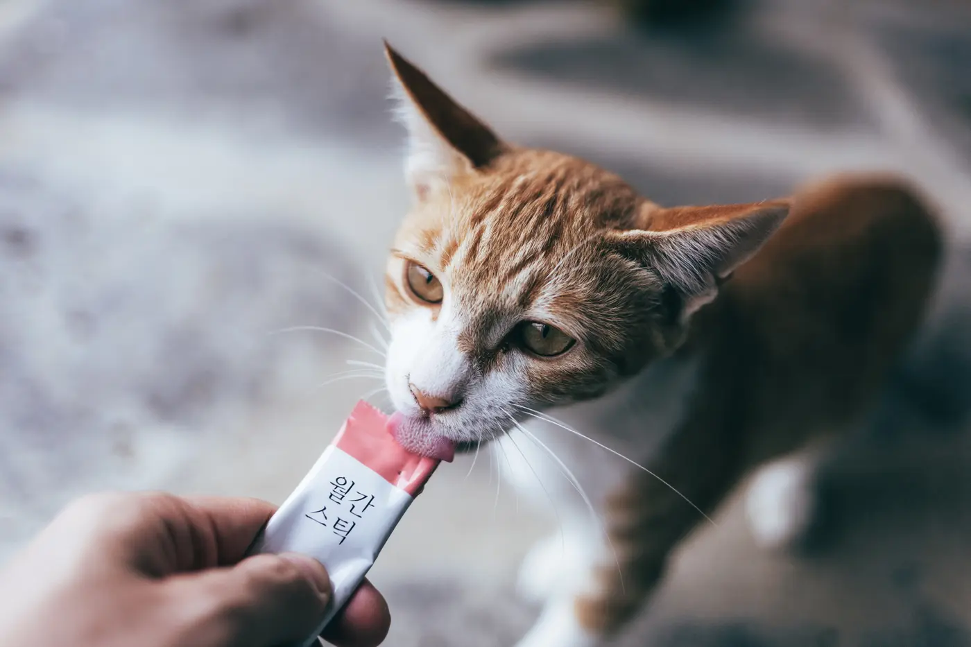 이미지 6