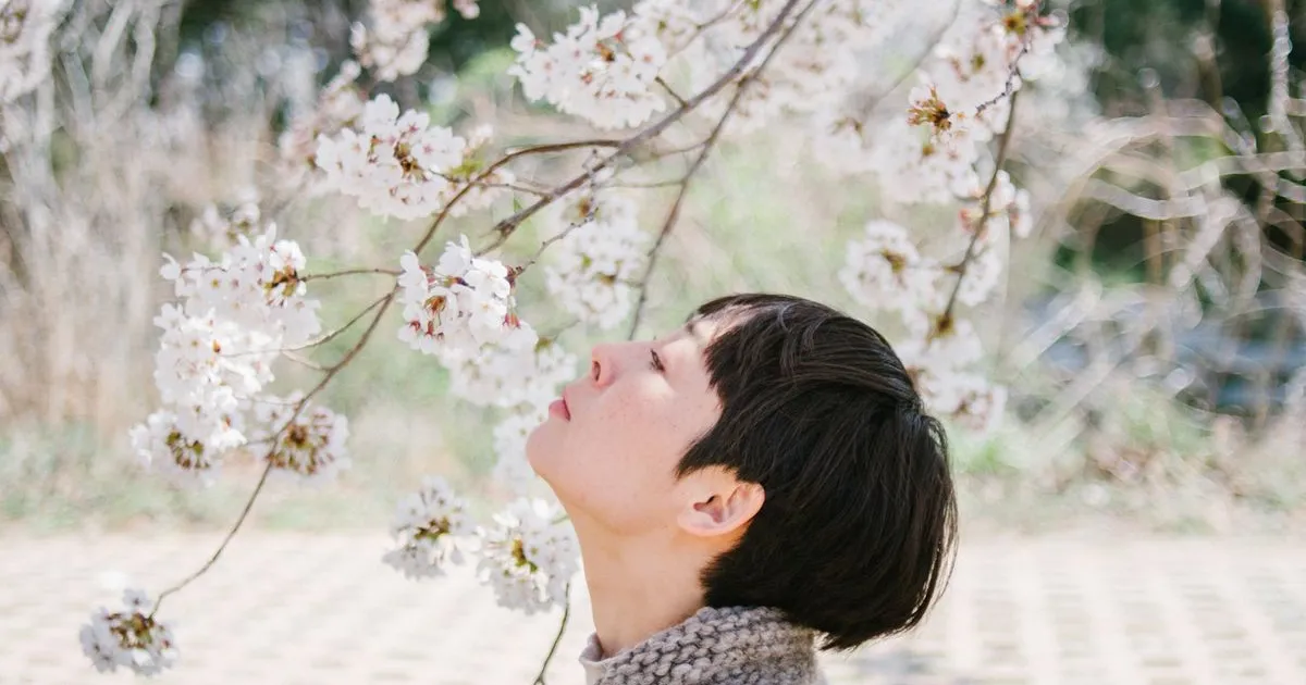 벚꽃스냅 / 메리포엠 스냅 - 숨고, 숨은고수 벚꽃스냅
