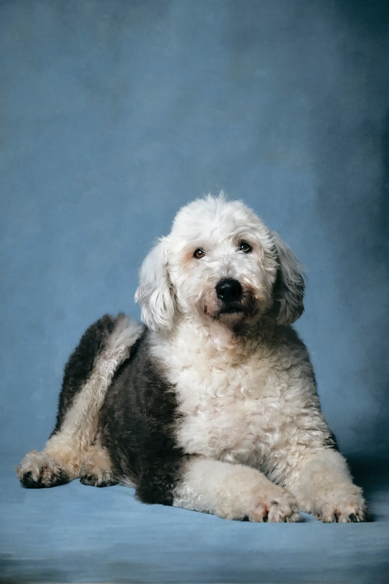 portfolio image