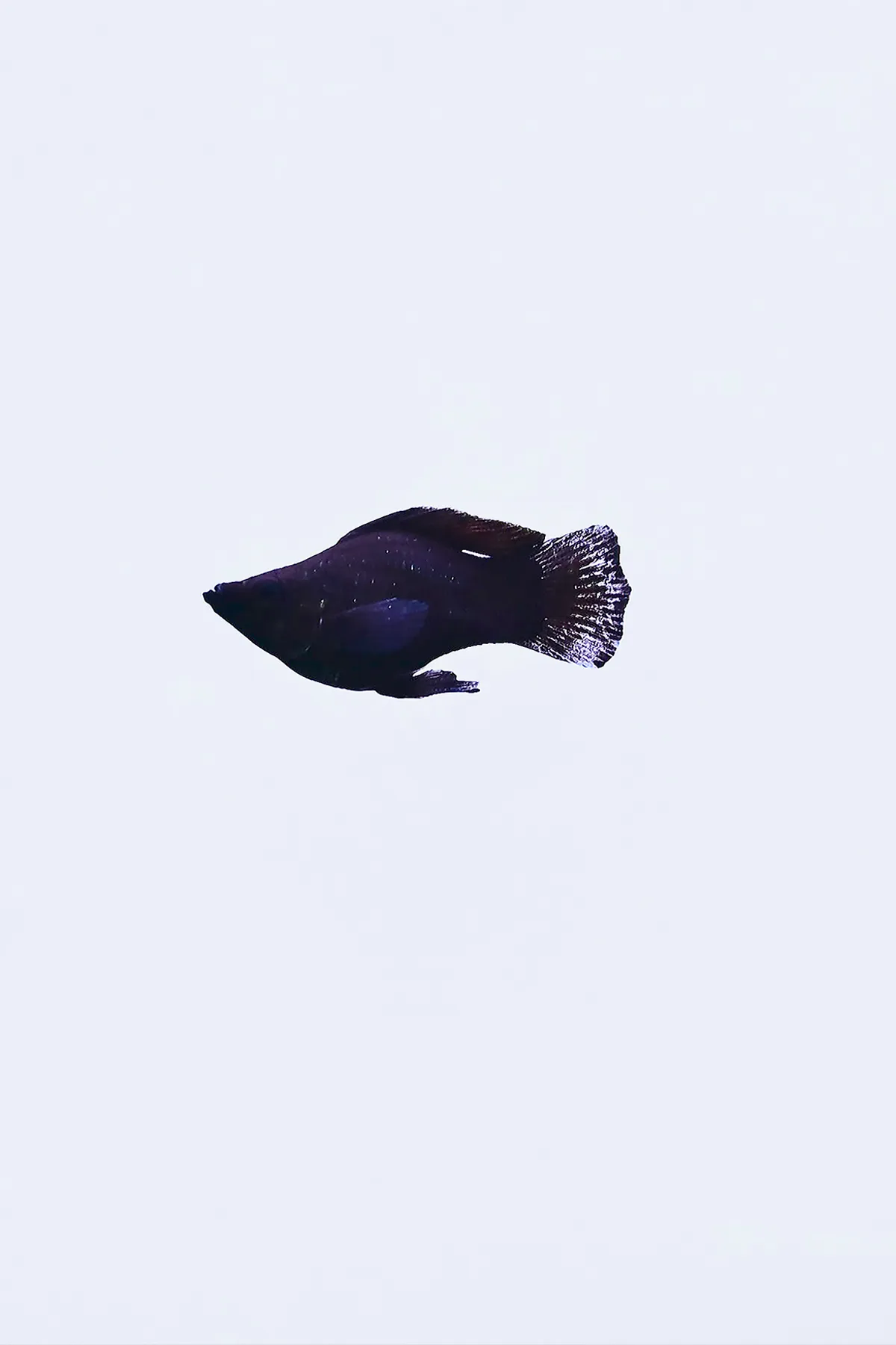 이미지 10