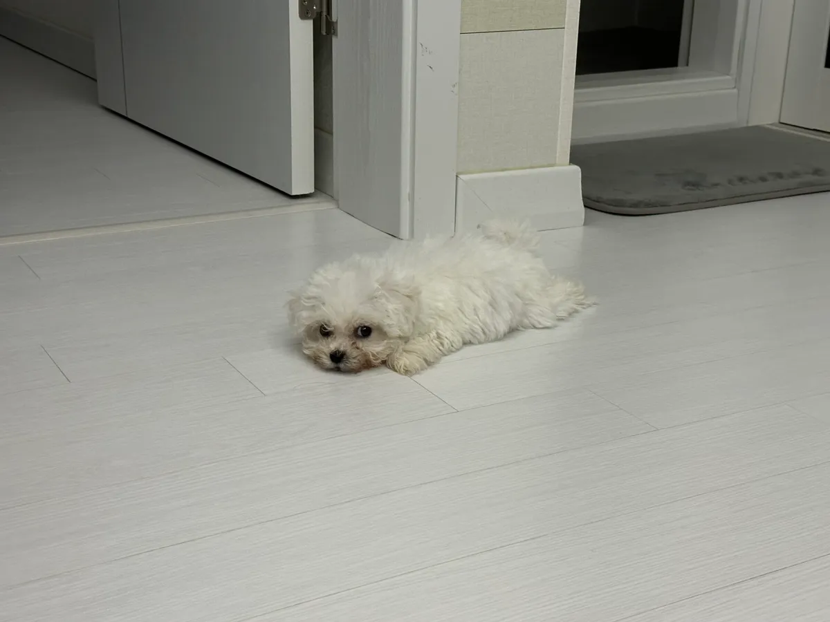이미지 8
