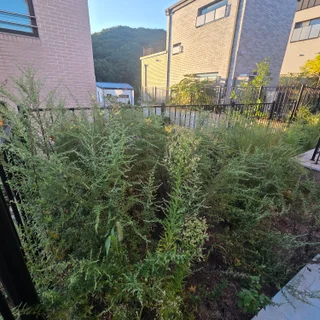 용인 타운하우스, 수작업으로 잡초·해충 문제 해결! 섬세한 벌초/예초 서비스