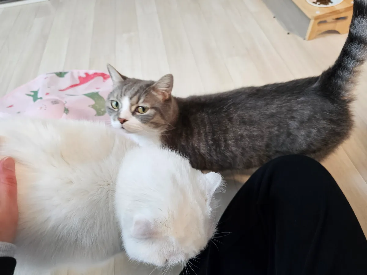 이미지 4