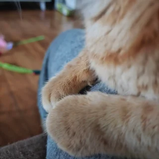 사랑스런  냥이