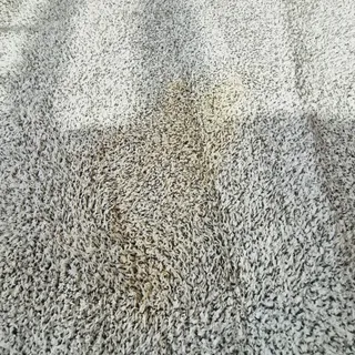 화원 카페트오염 습식 소파 습식작업