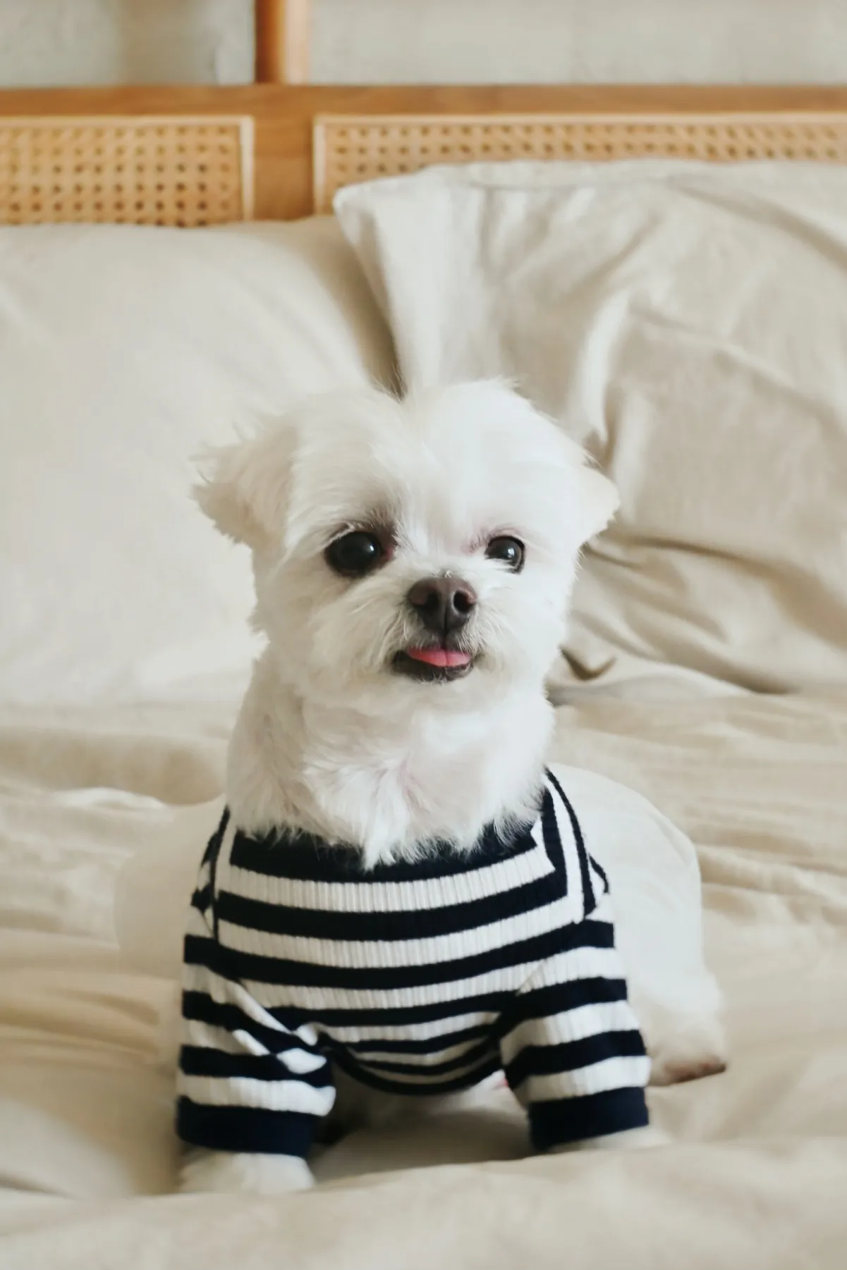 이미지 20