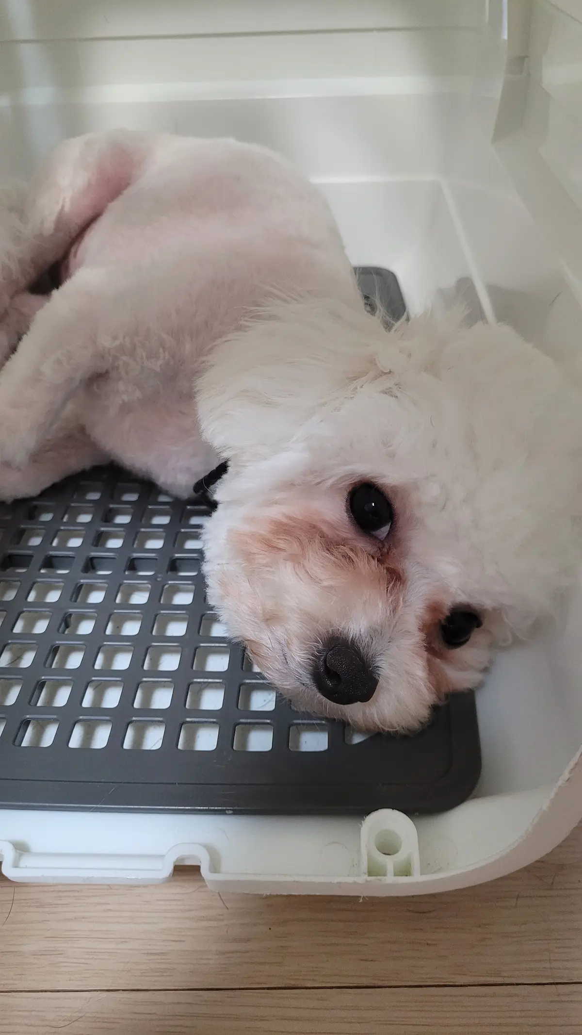 이미지 4