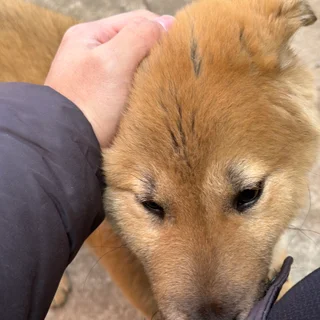 🐕 진돗개 산책 & 사회화 훈련 & 예절교육 ✨