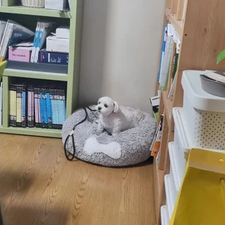 다른 강아지와의 사회성과 짖음 교육