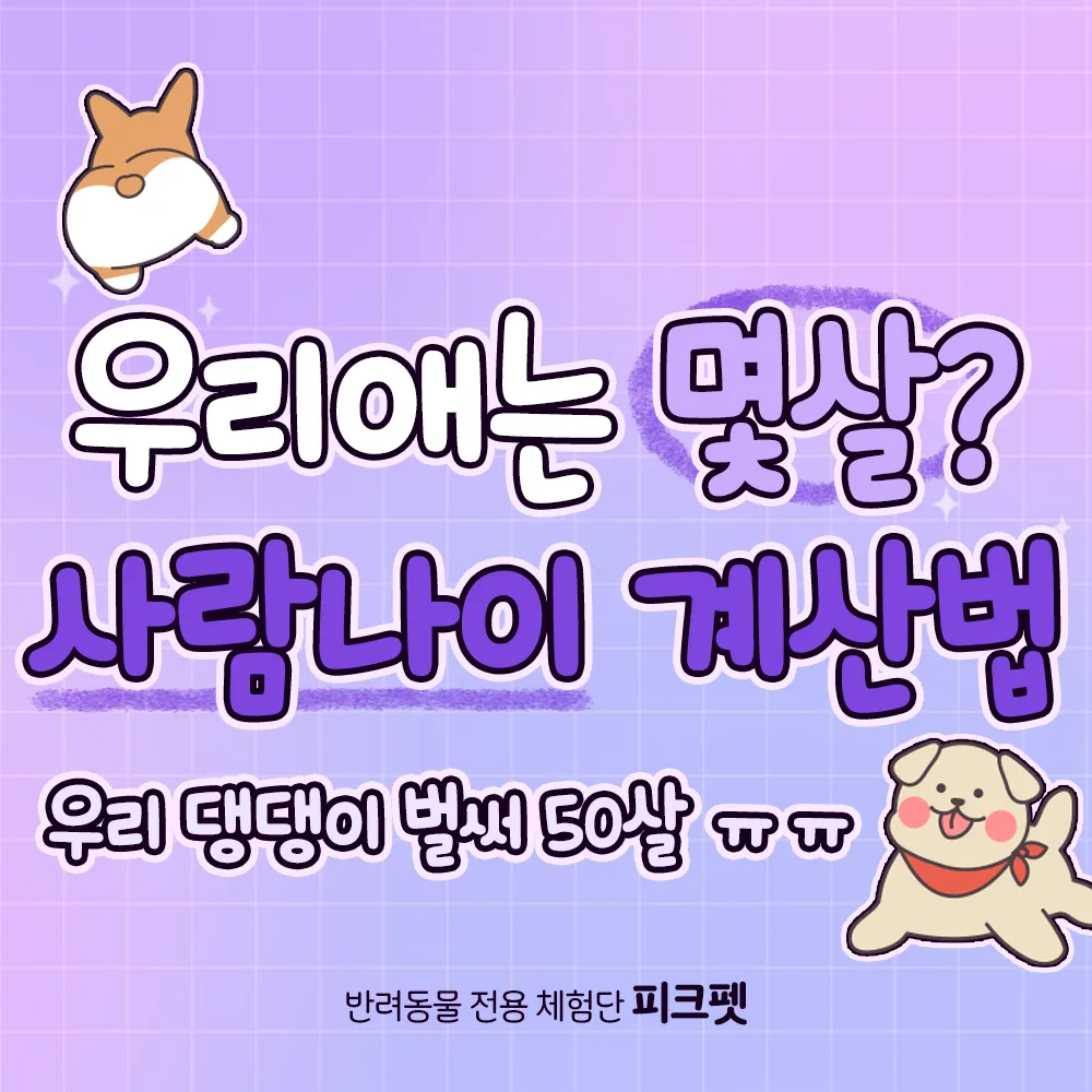 이미지 12