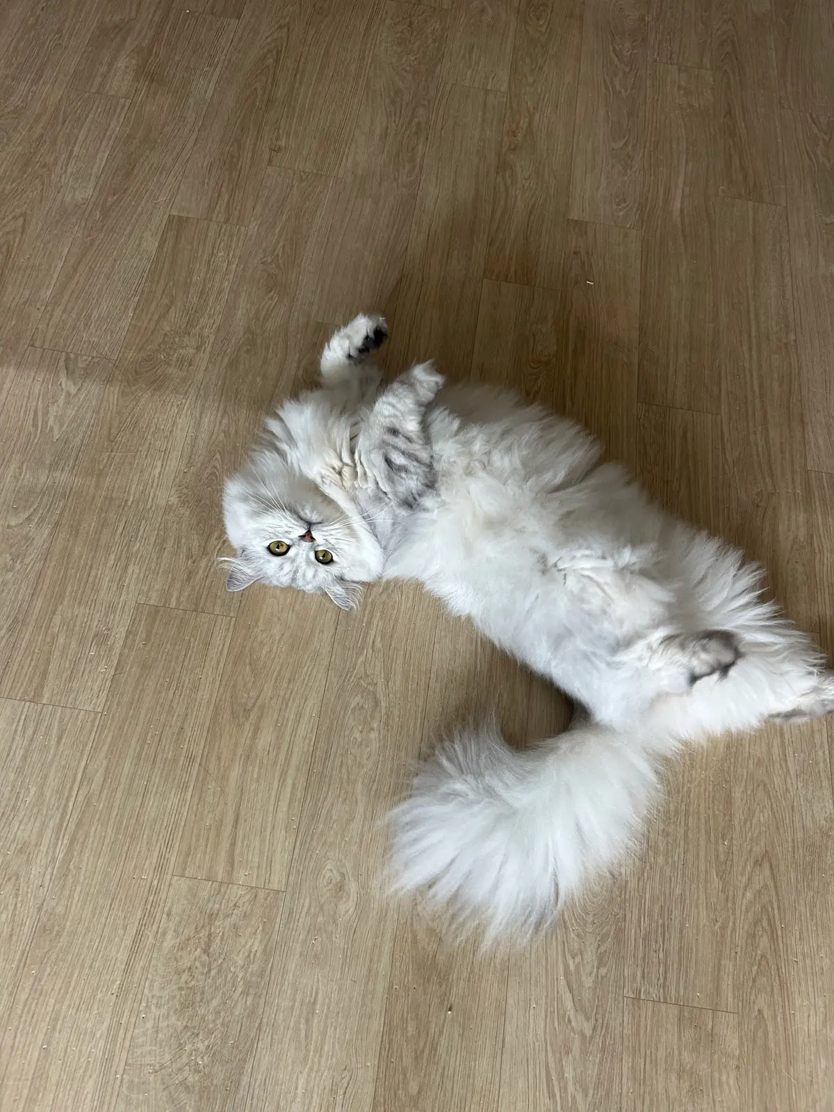 이미지 8