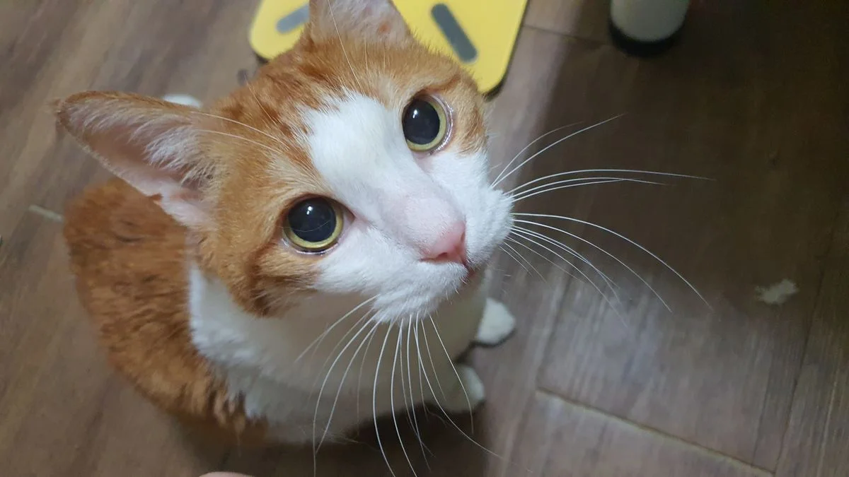 이미지 11