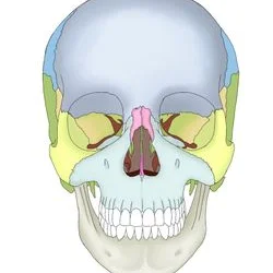두개골 일러스트(성형외과 사용)