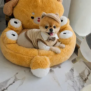 포메라니언강아지숲 pet방문후기