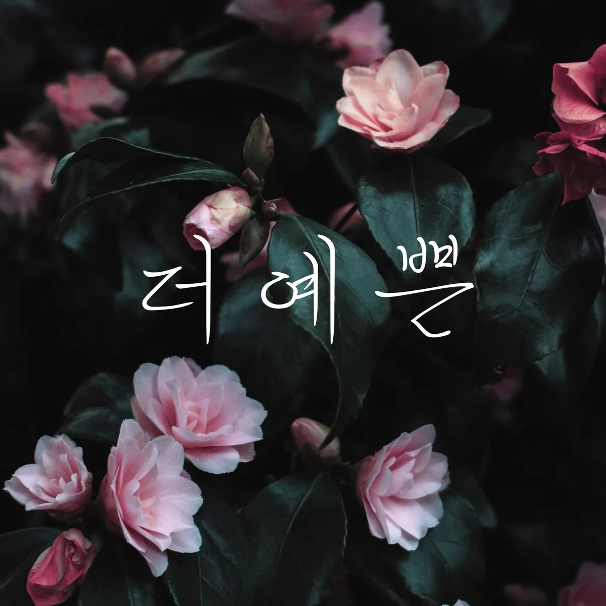 이미지 8
