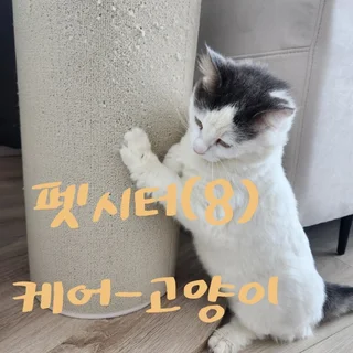 노르웨이숲 고양이 송이 홈케어
