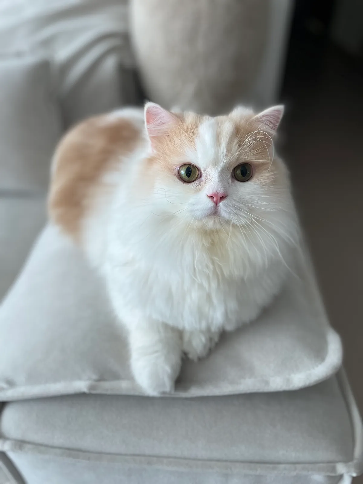 이미지 5