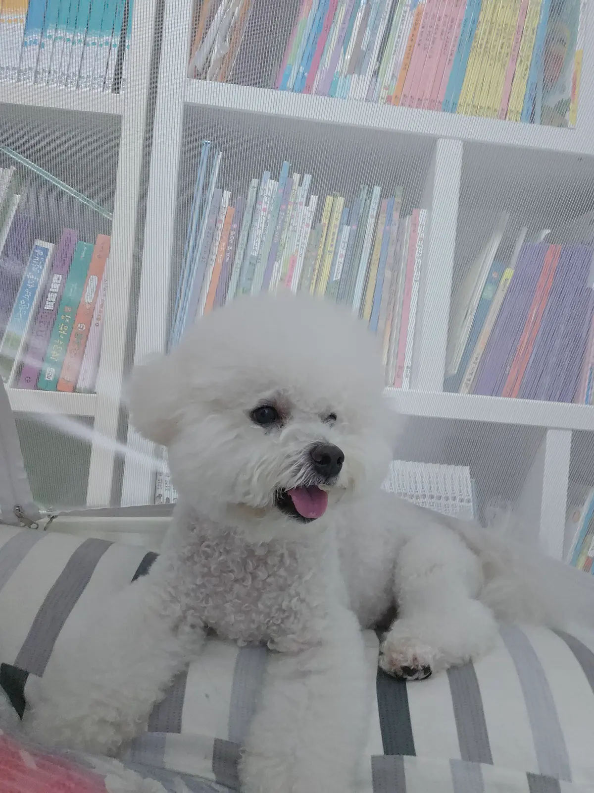 이미지 5