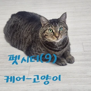 도메스틱숏헤러 고양이 삼치 홈케어