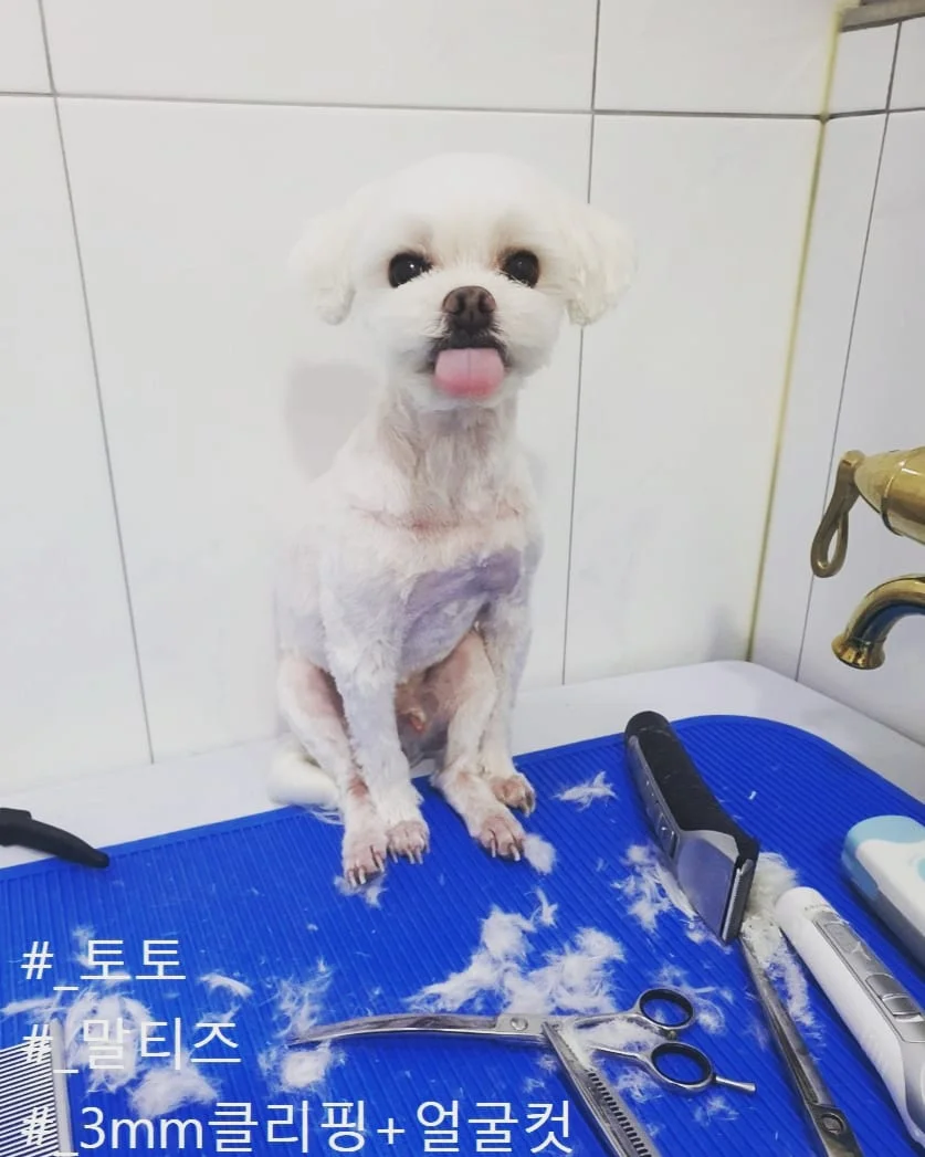 이미지 9