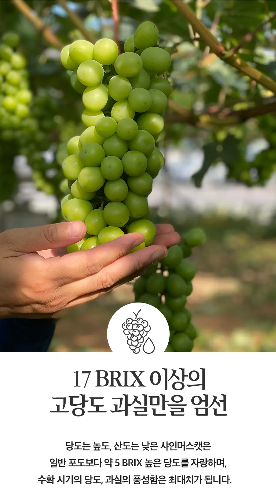 샤인머스캣 상세페이지 디자인 / 텍스츄라 - 숨고, 숨은고수 샤인머스캣 상세페이지 디자인