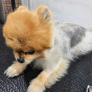 포메라니언강아지숲 pet방문후기