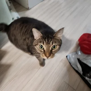 도메스틱숏헤러 고양이 삼치 홈케어