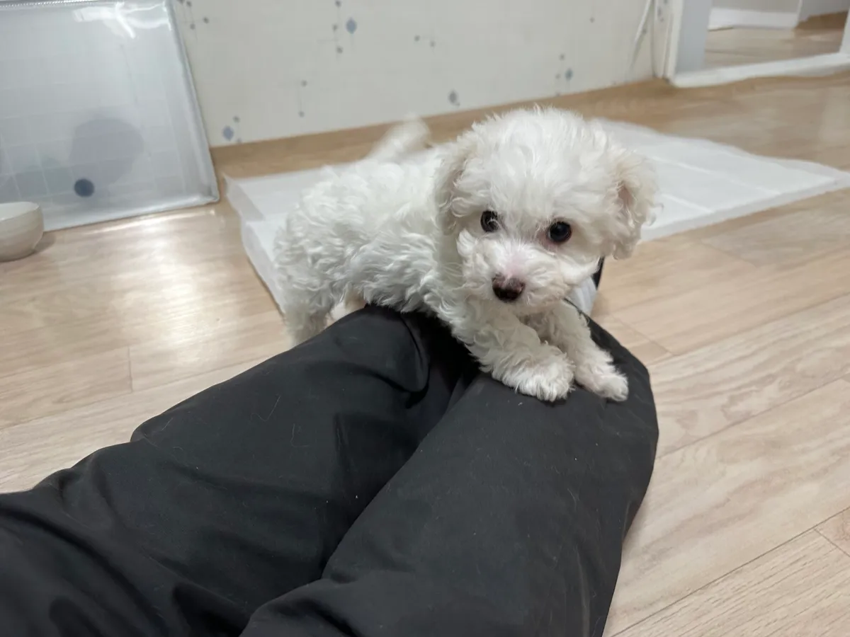 이미지 5