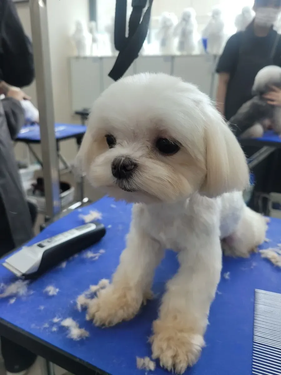 이미지 7