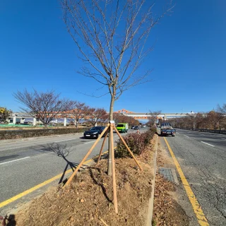 김해 롯데아울렛 인근 가로수 이식·교체 작업