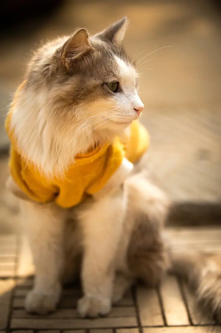 이미지 9