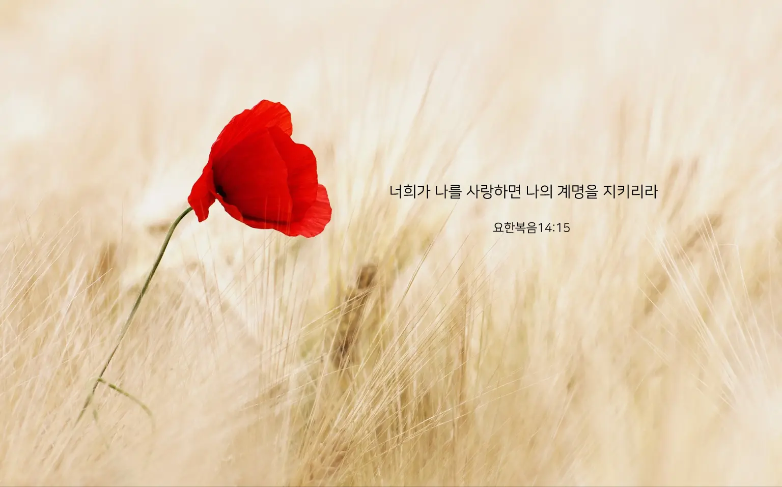 이미지 5